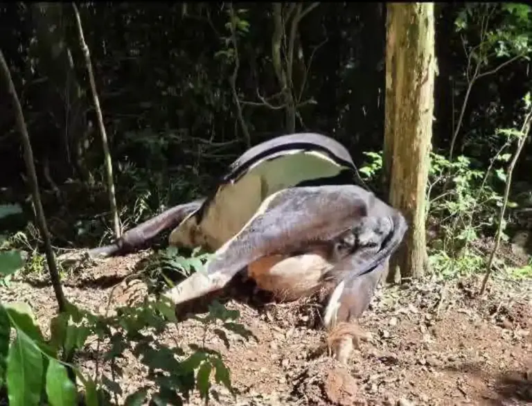 Cinco vacas morrem após ingerirem planta tóxica em propriedade rural - Studio TV