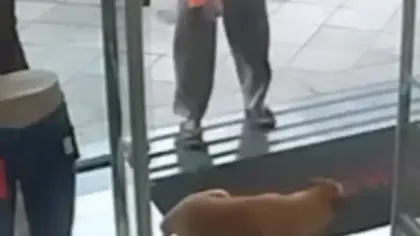 Comerciante é esfaqueado ao tentar defender cachorro agredido em Montenegro - Studio TV