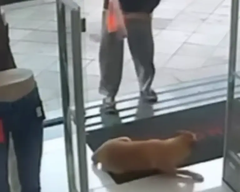 Comerciante é esfaqueado ao tentar defender cachorro agredido em Montenegro - Studio TV