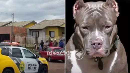 Criança de 10 anos morre após ataque de pitbull da própria família no Paraná - Studio TV