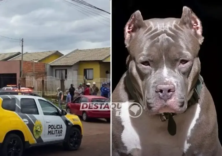 Criança de 10 anos morre após ataque de pitbull da própria família no Paraná - Studio TV