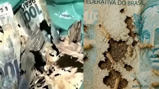 Cupins destroem cerca de R$ 9 mil guardados por mulher durante nove anos - Studio TV