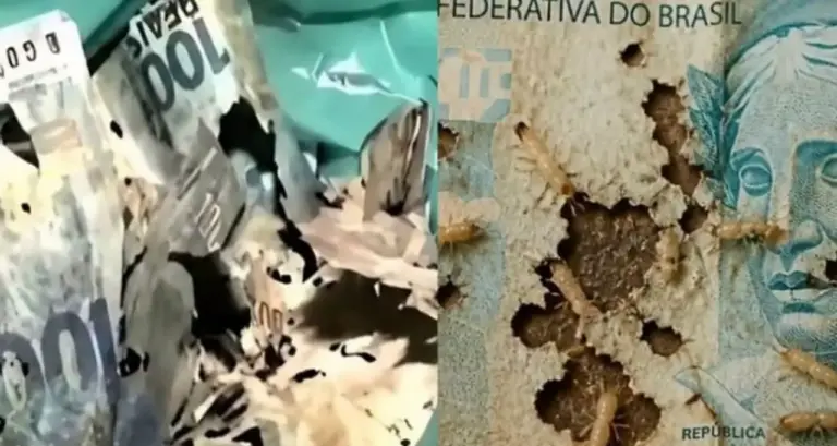Cupins destroem cerca de R$ 9 mil guardados por mulher durante nove anos - Studio TV