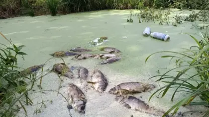 Descarte irregular de embalagens de agrotóxicos é flagrado no Norte do RS - Studio TV