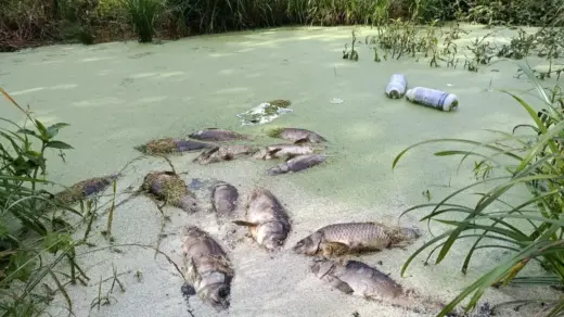 Descarte irregular de embalagens de agrotóxicos é flagrado no Norte do RS - Studio TV