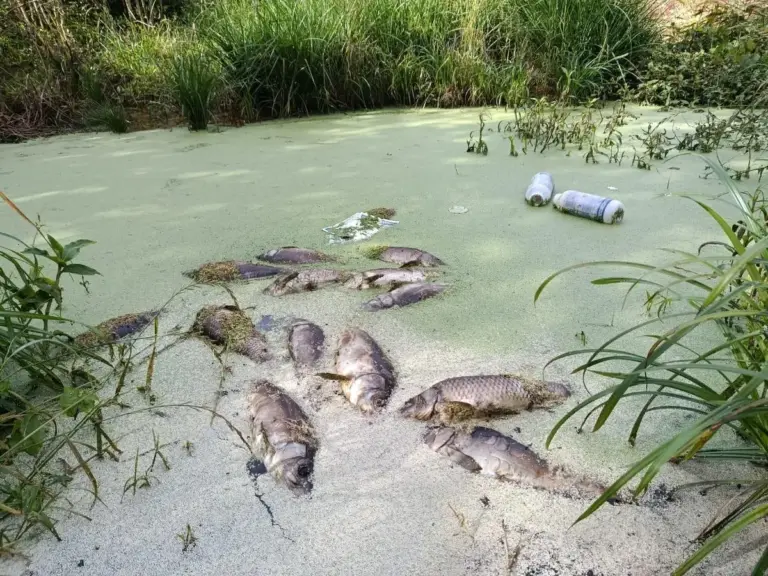 Descarte irregular de embalagens de agrotóxicos é flagrado no Norte do RS - Studio TV