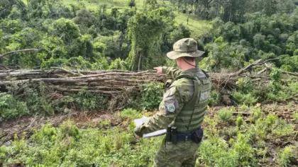 Desmatamento de 9,8 mil m² em área de Mata Atlântica é flagrado em Alpestre - Studio TV