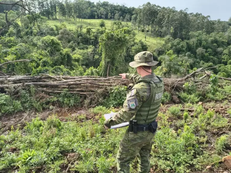 Desmatamento de 9,8 mil m² em área de Mata Atlântica é flagrado em Alpestre - Studio TV
