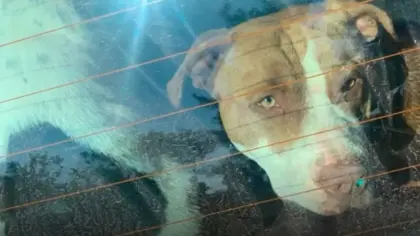 Dono de pitbulls que mataram homem natural de Bento Gonçalves é autuado por homicídio culposo - Studio TV
