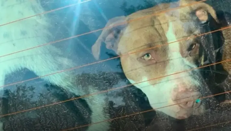 Dono de pitbulls que mataram homem natural de Bento Gonçalves é autuado por homicídio culposo - Studio TV