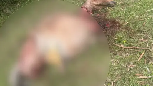 Éguas são carneadas e propriedade rural é furtada em Pinheiro Machado - Studio TV