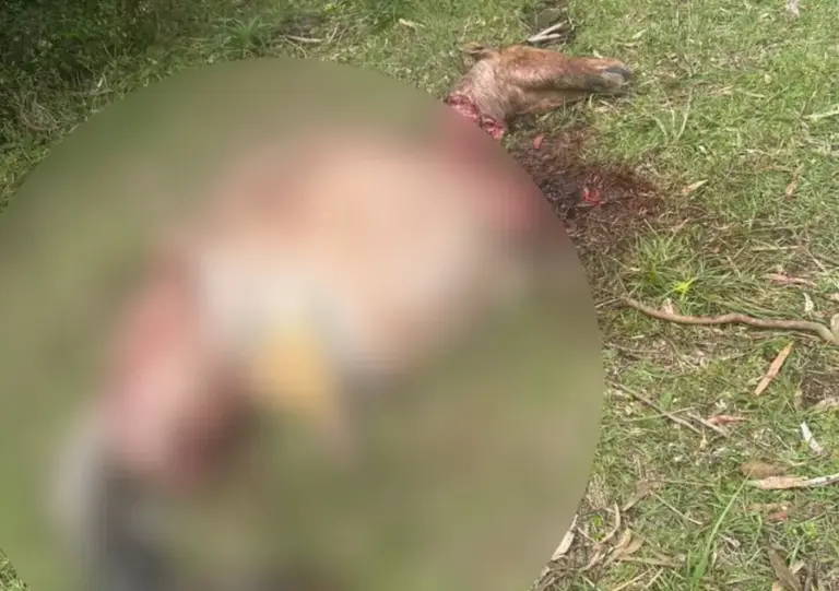 Éguas são carneadas e propriedade rural é furtada em Pinheiro Machado - Studio TV