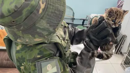 Filhote de jaguatirica é resgatado em situação de vulnerabilidade em Ametista do Sul - Studio TV