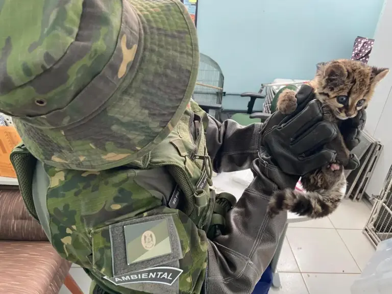 Filhote de jaguatirica é resgatado em situação de vulnerabilidade em Ametista do Sul - Studio TV