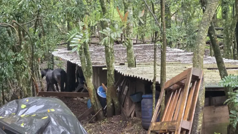 Fiscalização ambiental identifica intervenção em APP de 3 mil m² em Marau - Studio TV