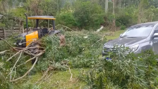 Homem de 28 anos morre após ser atingido por eucalipto em Santo Antônio da Patrulha - Studio TV