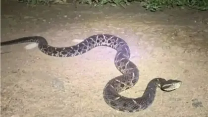 Homem de 53 anos permanece internado após ser picado por jararaca no RS - Studio TV