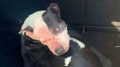 Homem de 57 anos morre após ataque de três pitbulls em praia de Arroio do Sal - Studio TV