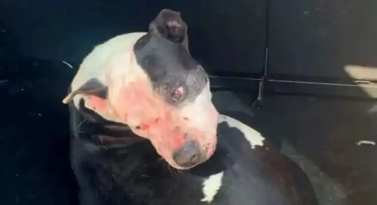 Homem de 57 anos morre após ataque de três pitbulls em praia de Arroio do Sal - Studio TV
