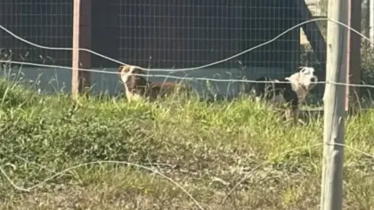 Homem morto após ataque de pitbulls será sepultado em Bento Gonçalves - Studio TV