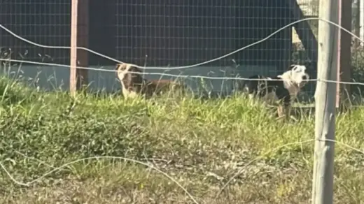 Homem morto após ataque de pitbulls será sepultado em Bento Gonçalves - Studio TV