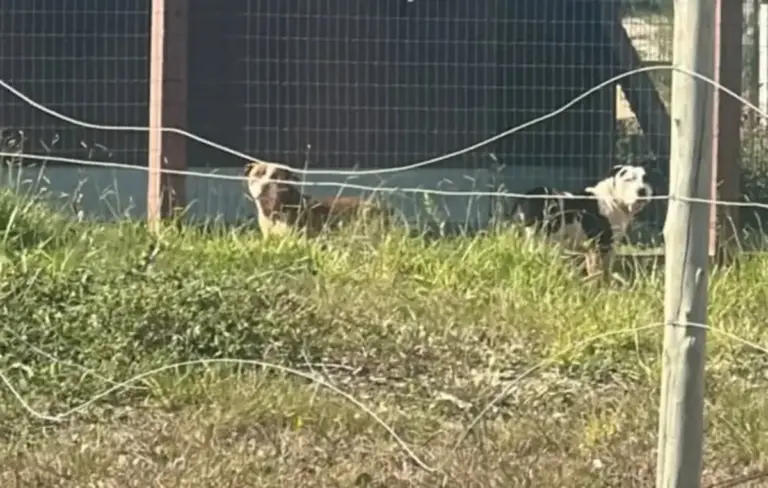 Homem morto após ataque de pitbulls será sepultado em Bento Gonçalves - Studio TV