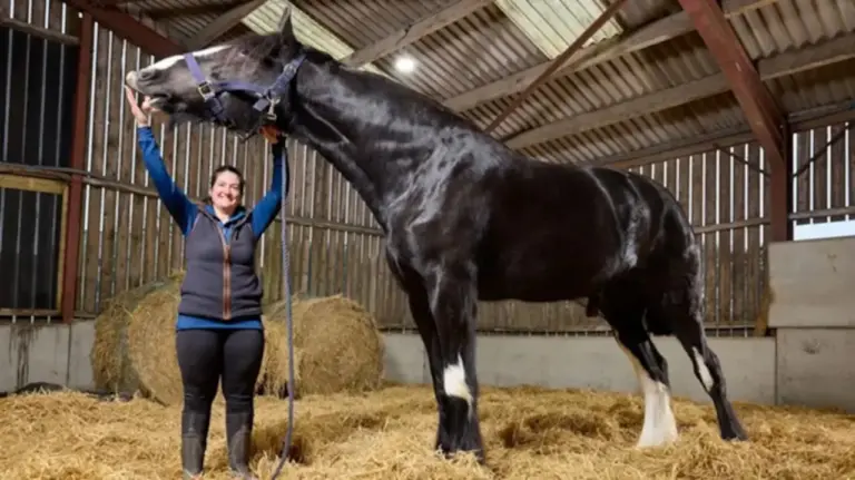 Hugo, o gigante de quase dois metros, entra para o Guinness como cavalo mais alto do mundo - Studio TV