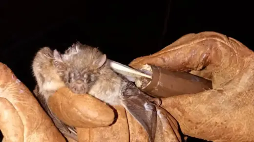 Inspetoria Veterinária identifica morcegos hematófagos em cinco comunidades de Vacaria - Studio TV