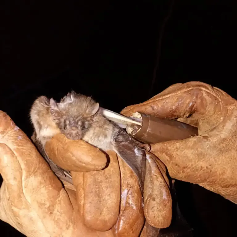 Inspetoria Veterinária identifica morcegos hematófagos em cinco comunidades de Vacaria - Studio TV