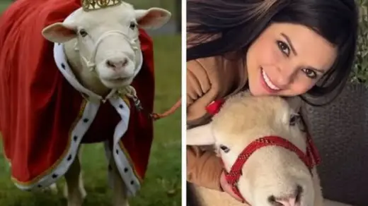 Morre a ovelha Chanel, de Lagoa Vermelha, sucesso nas redes sociais - Studio TV