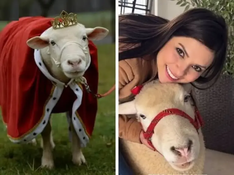 Morre a ovelha Chanel, de Lagoa Vermelha, sucesso nas redes sociais - Studio TV