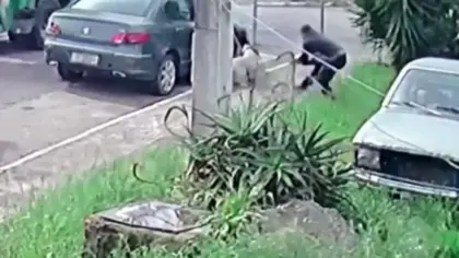 Morte de pitbull amarrado a poste mobiliza Polícia Civil em Canela - Studio TV