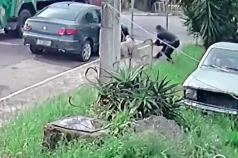 Morte de pitbull amarrado a poste mobiliza Polícia Civil em Canela - Studio TV
