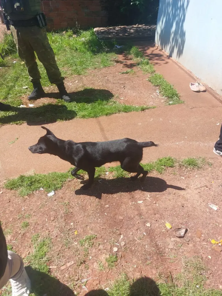 Mulher é presa por suspeita de crueldade contra cão em Passo Fundo - Studio TV