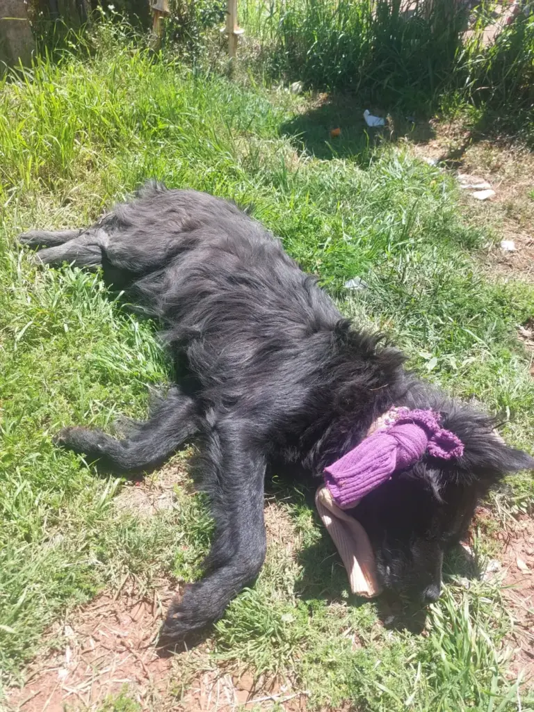 Mulher é presa por suspeita de crueldade contra cão em Passo Fundo - Studio TV