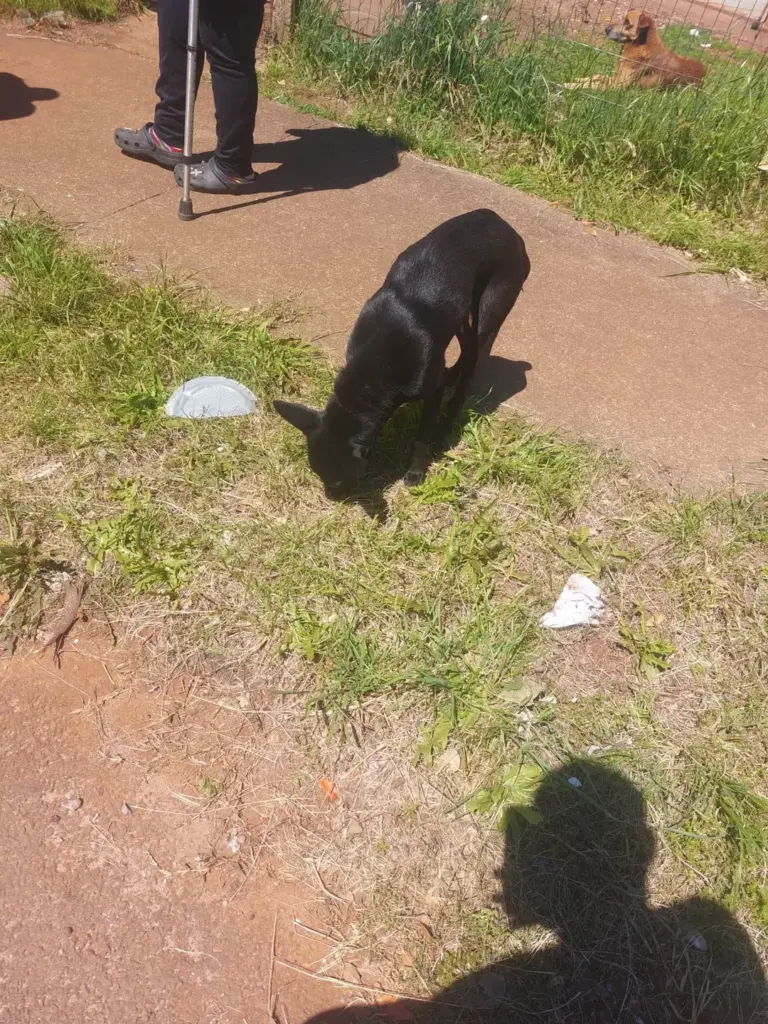 Mulher é presa por suspeita de crueldade contra cão em Passo Fundo - Studio TV