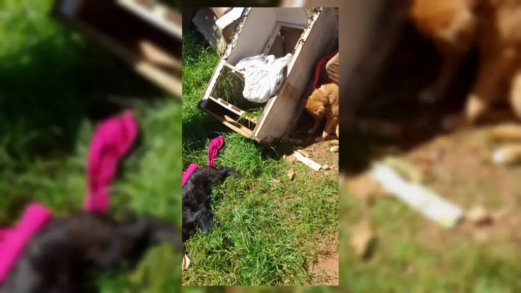 Mulher é presa por suspeita de crueldade contra cão em Passo Fundo - Studio TV
