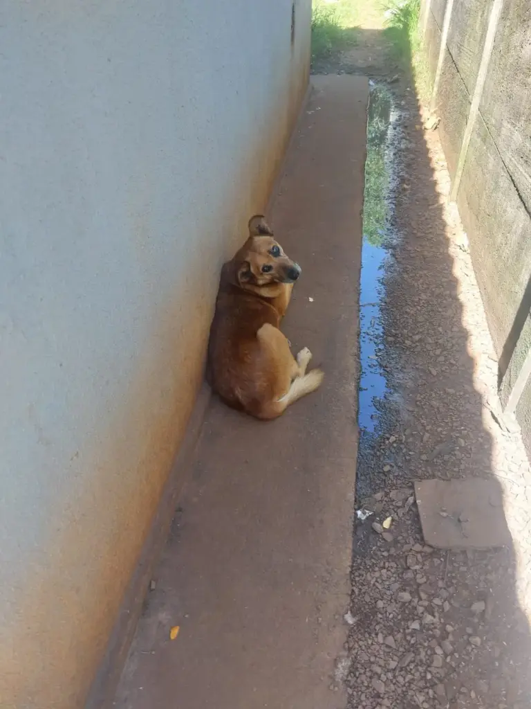 Mulher é presa por suspeita de crueldade contra cão em Passo Fundo - Studio TV