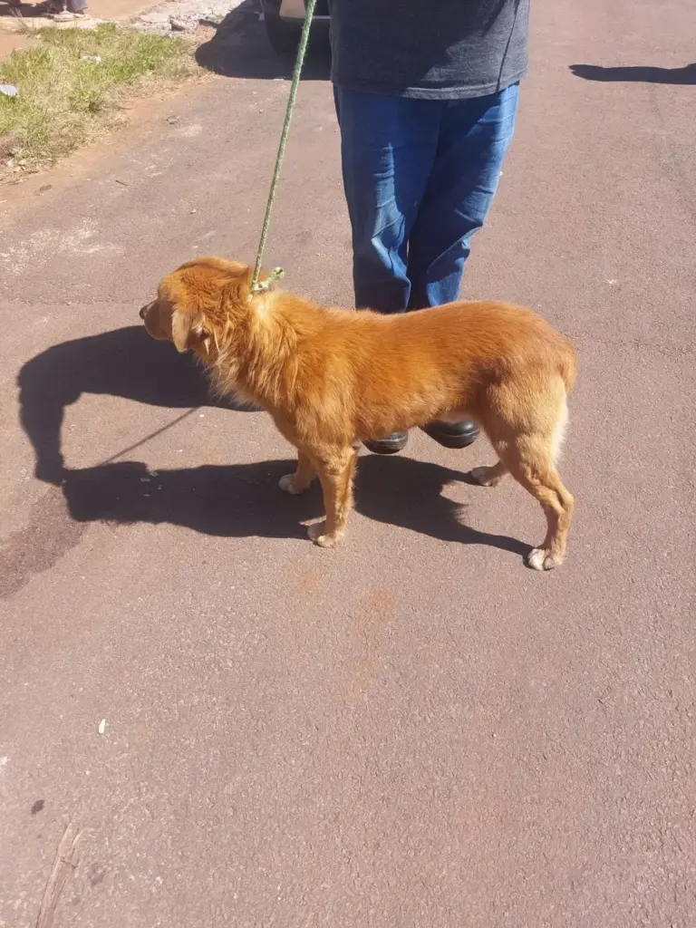 Mulher é presa por suspeita de crueldade contra cão em Passo Fundo - Studio TV