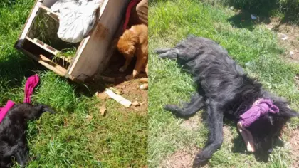 Mulher é presa por suspeita de crueldade contra cão em Passo Fundo - Studio TV