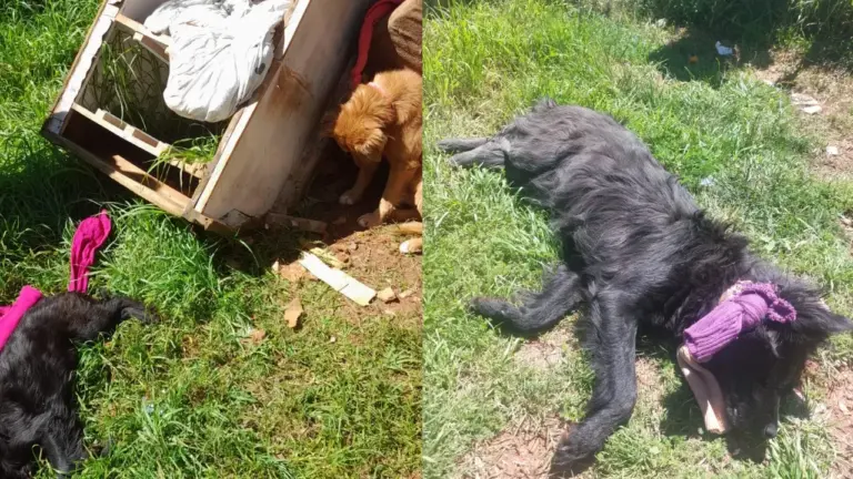 Mulher é presa por suspeita de crueldade contra cão em Passo Fundo - Studio TV