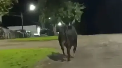 Mulher morre após ser atingida por touro que escapou de rodeio - Studio TV