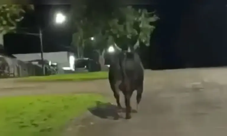 Mulher morre após ser atingida por touro que escapou de rodeio - Studio TV