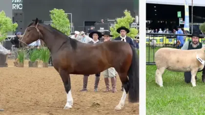 Nova Bassano volta a se destacar na Expointer com premiações no setor agropecuário - Studio TV