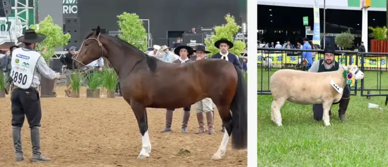 Nova Bassano volta a se destacar na Expointer com premiações no setor agropecuário - Studio TV