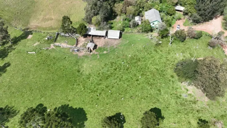 Polícia Ambiental faz buscas após relatos de possível onça-parda em Fontoura Xavier - Studio TV