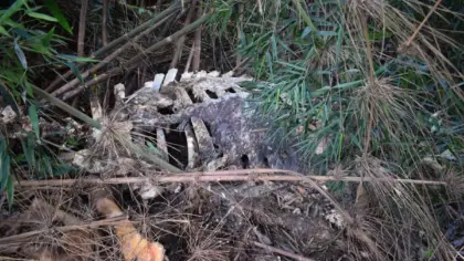 Polícia Ambiental flagra descarte irregular de animais mortos em Jacutinga - Studio TV