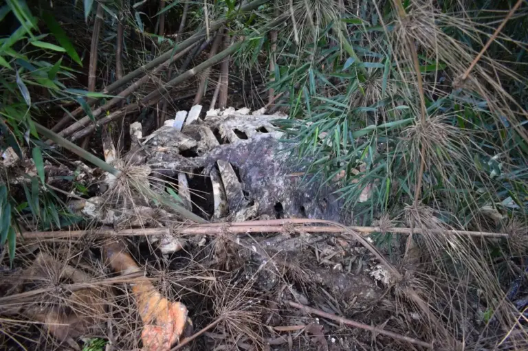 Polícia Ambiental flagra descarte irregular de animais mortos em Jacutinga - Studio TV