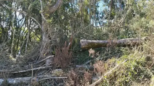 Polícia Ambiental flagra desmatamento de 11,4 mil m² em propriedade rural de Putinga - Studio TV