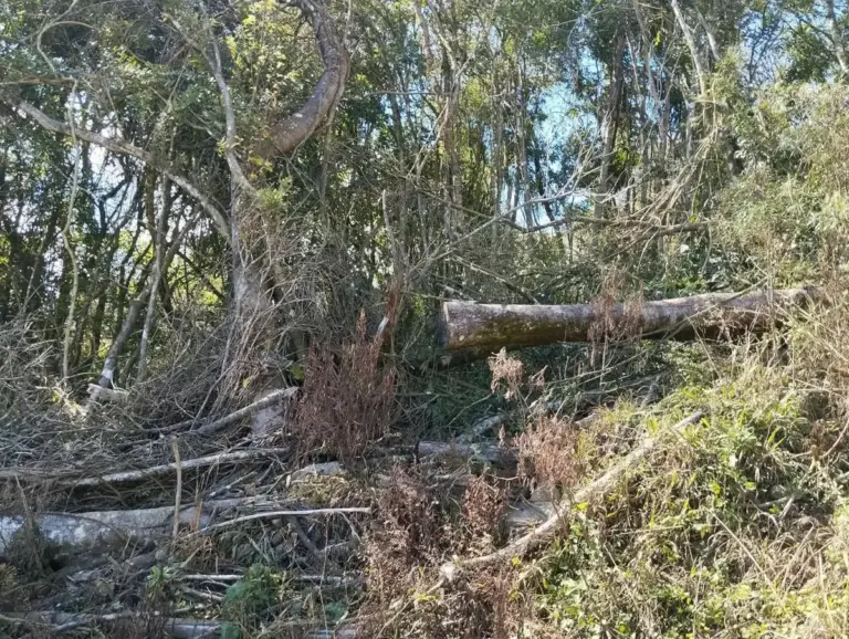Polícia Ambiental flagra desmatamento de 11,4 mil m² em propriedade rural de Putinga - Studio TV